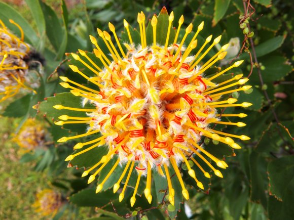 Color Of Australia
