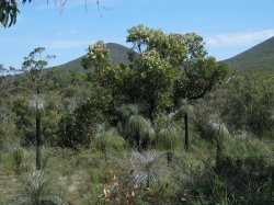 Grass` Trees/ Kinga Australis