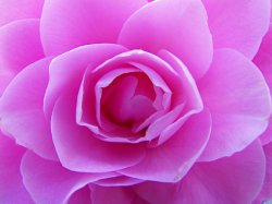Camelia