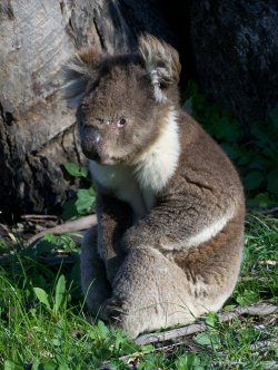 Koala