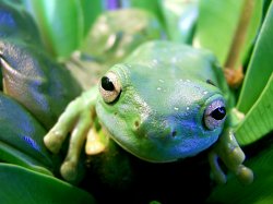 Frog