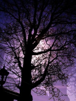 Purple Tree 