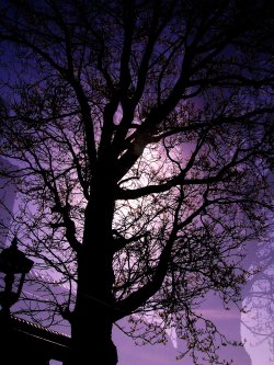 Purple Tree