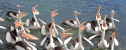 Pelican Choir - Bermagui Harbour, Nsw
