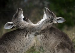 Kangaroo Love