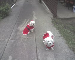 Toby And Coco At Christmas Time