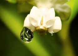Droplet On Flower