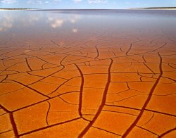 The Aust