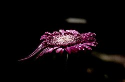 Burgandy Gerbera