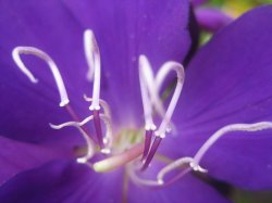 Tibouchina Inners