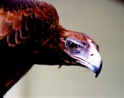 Wedge Tail  Eagle