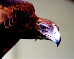 Wedge Tail Eagle