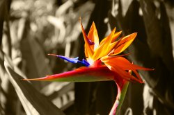 Bird Of Paradise