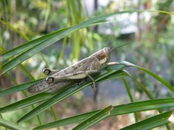 Grasshopper