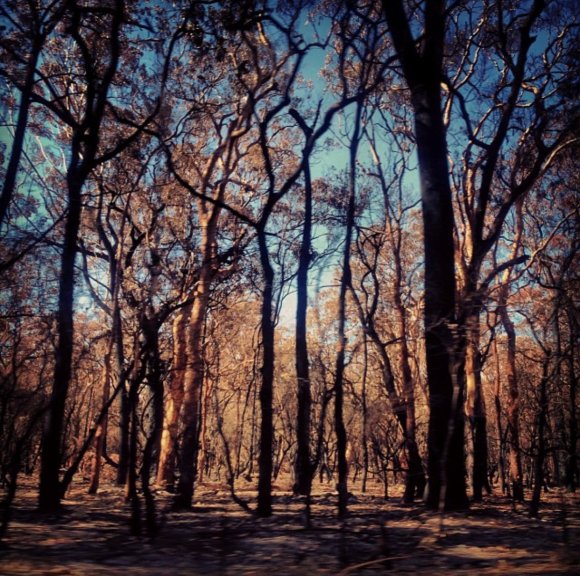 New South Wales Bush Fires '13