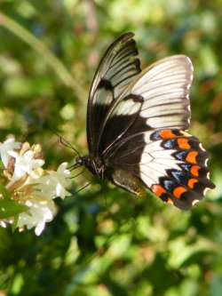 Butterfly Business