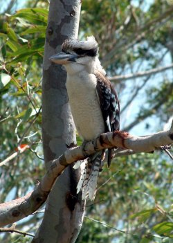 Kookaburra