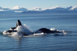 Whales Bubble Netting - Alaska Sep05