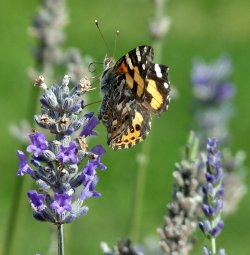 Butterfly In Lavender