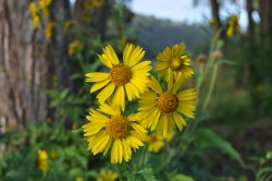 Daisies