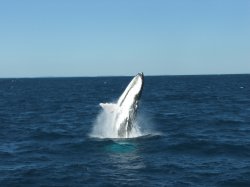 Whales, Hervey Bay