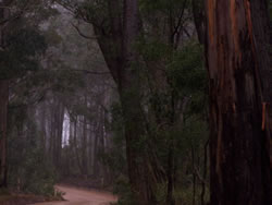 Lonely Road Home