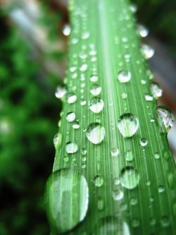 Morning Dew