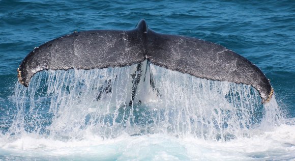 Hervey Bay Whales