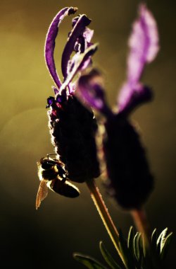 The Bee