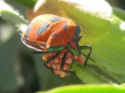 Hibiscus Harlequin Beetle & Eggs
