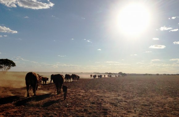 Mustering On Foot