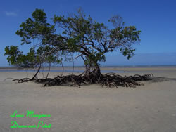 Lone Mangrove
