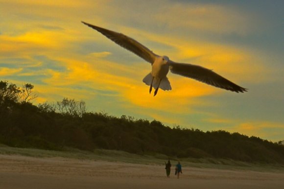 Soaring