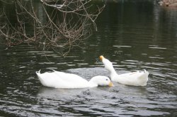 Ducks In Pond