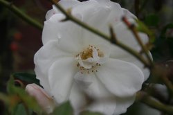 Camilia