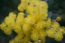 Wattle