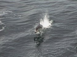 Dolphin
