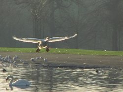 White Swan - Safe Landing