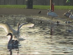 White Swan - Safe Landing 3