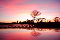 Farming Paradise