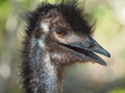 Emu
