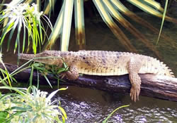 Never Smile At A Crocodile