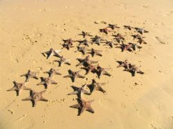 Star Alliance