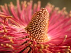 Banksia