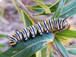 Caterpillar