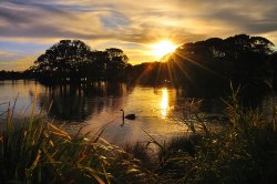 Swan Lake