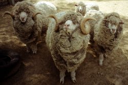 Bah Ram Ewe