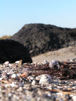 Shells