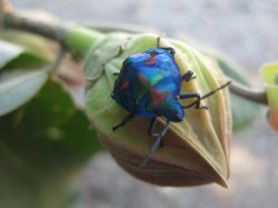 Hibiscus Harlequin Male