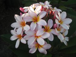 Frangipani
